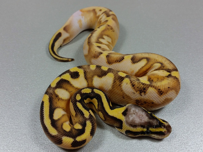 Calico Enchi Super Pastel