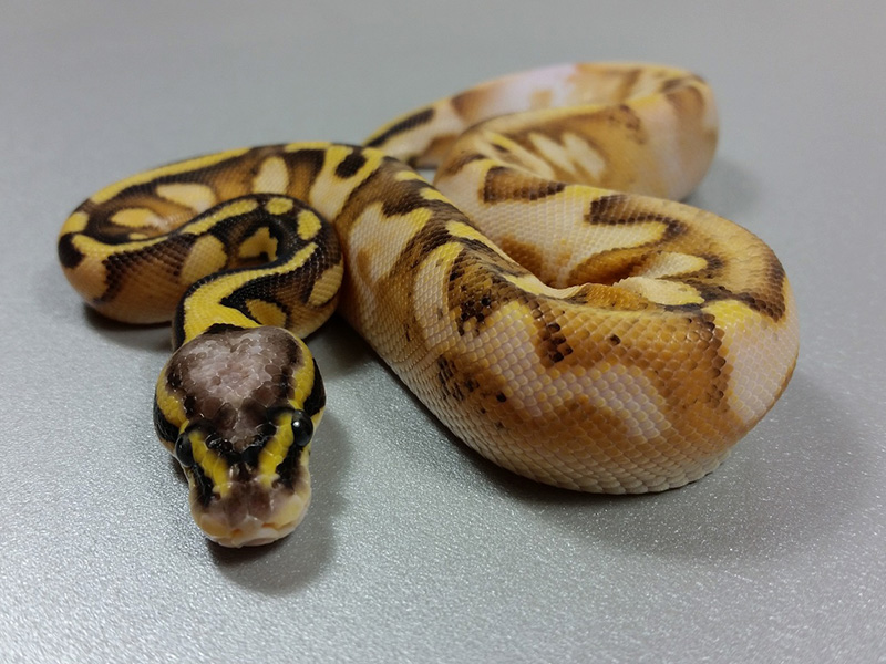 Calico Enchi Super Pastel