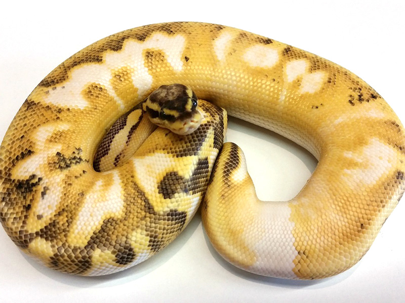 Calico Enchi Super Pastel