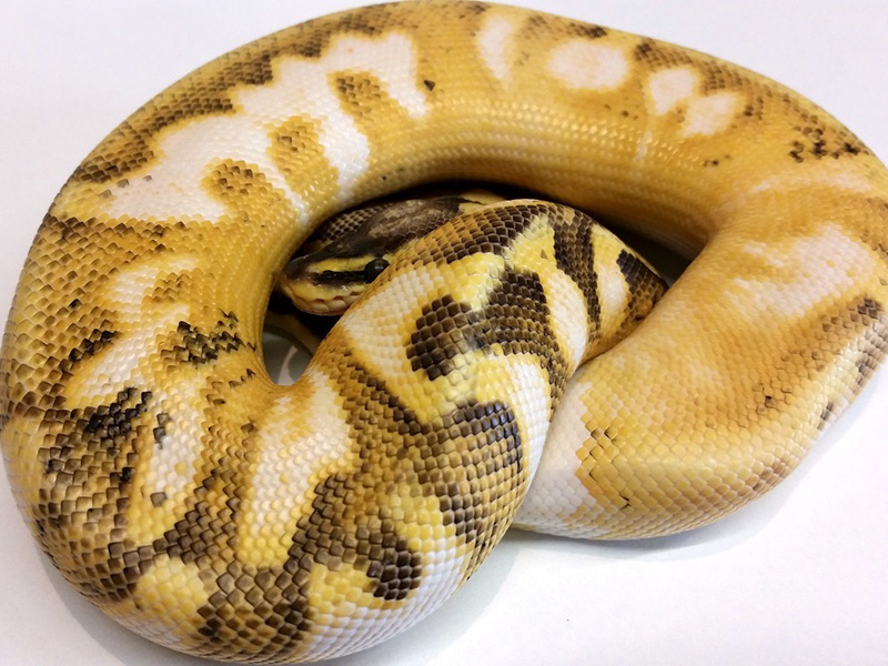 Calico Enchi Super Pastel