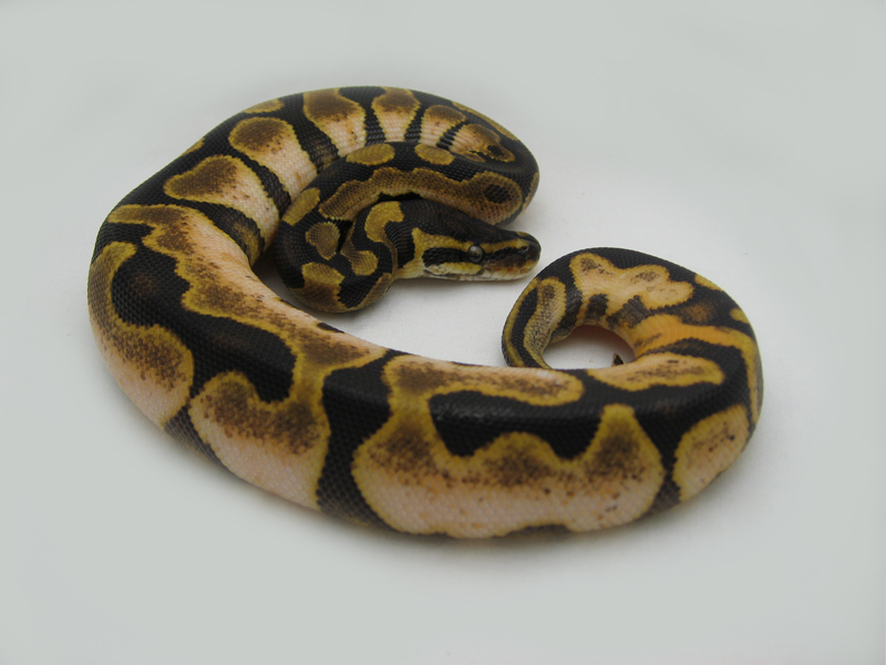 Calico Enchi