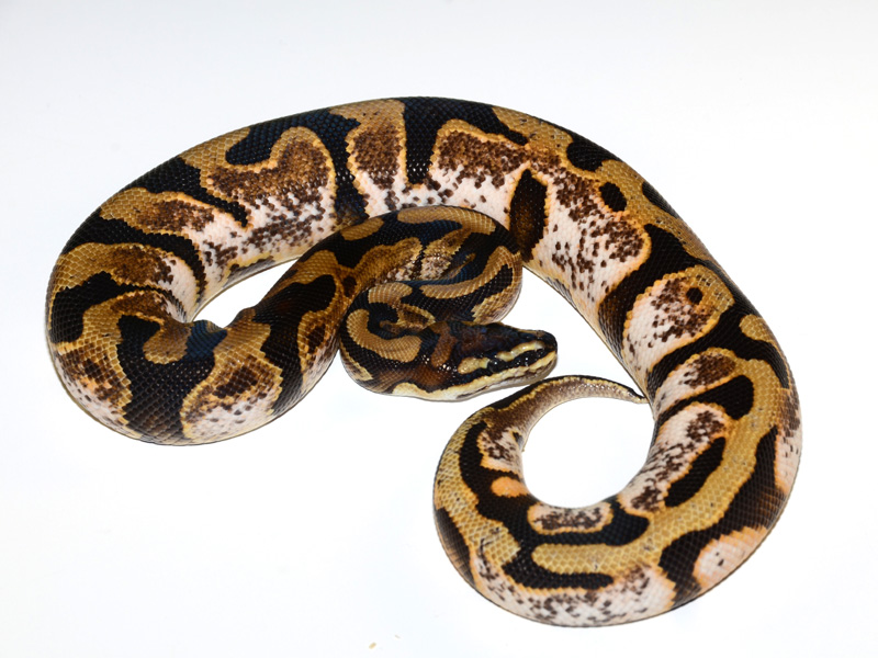 Calico Enchi