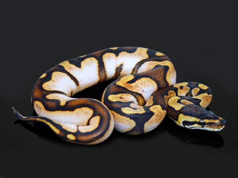 Calico Enchi