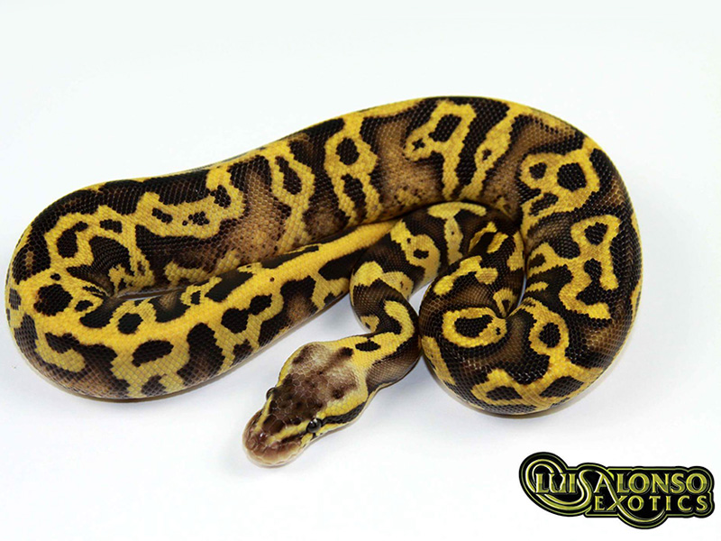 Calico Fire Leopard Pastel