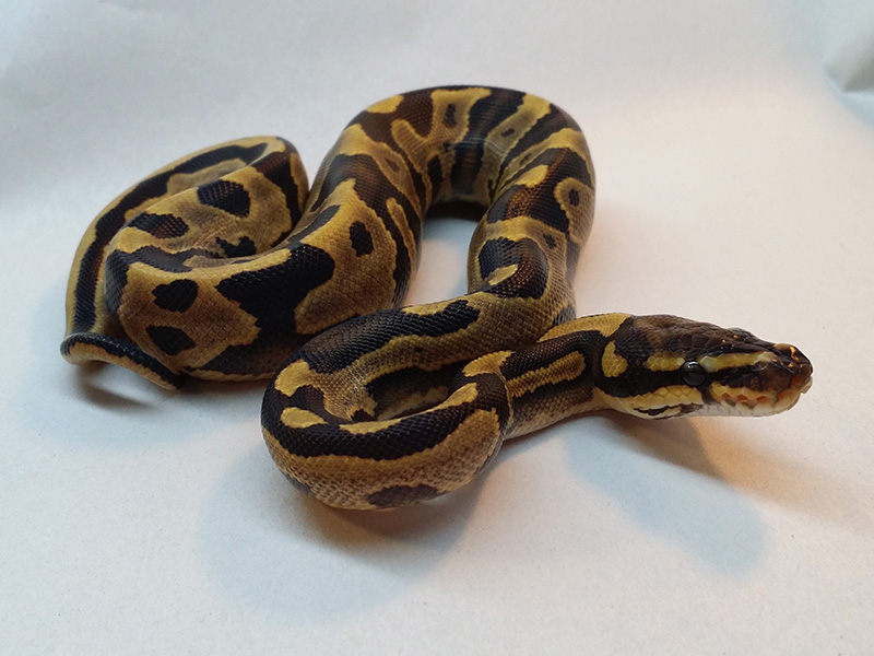 Calico Fire Leopard