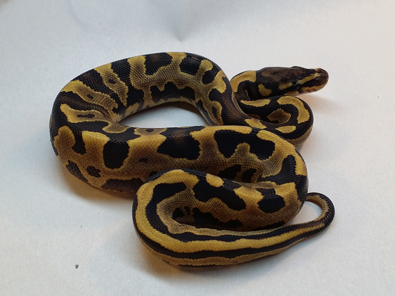 Calico Fire Leopard