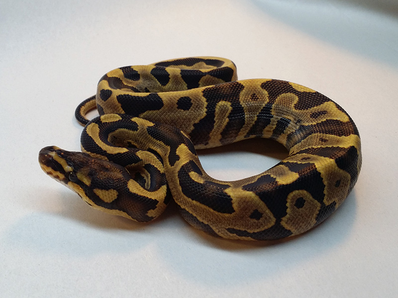 Calico Fire Leopard