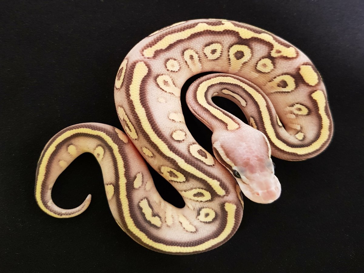 Calico Fire Mojave Super Pastel