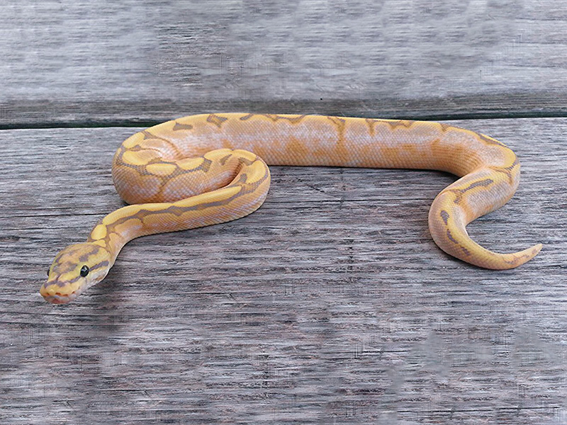 Calico Fire Orange Ghost Spider