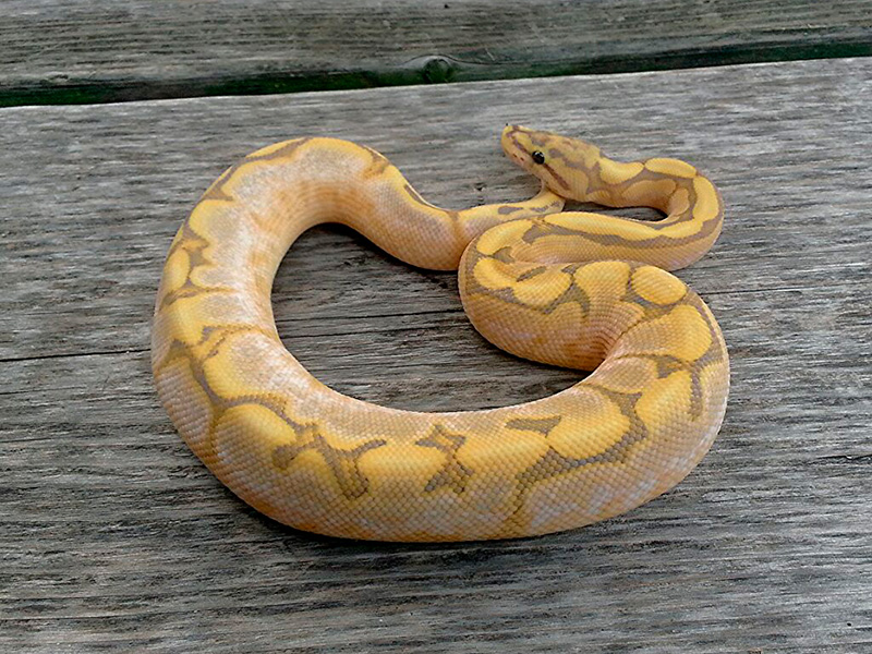 Calico Fire Orange Ghost Spider