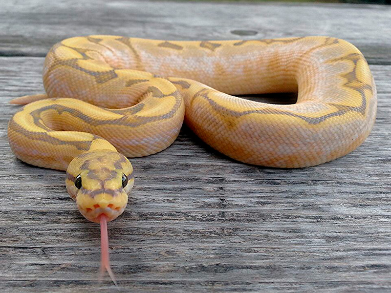 Calico Fire Orange Ghost Spider