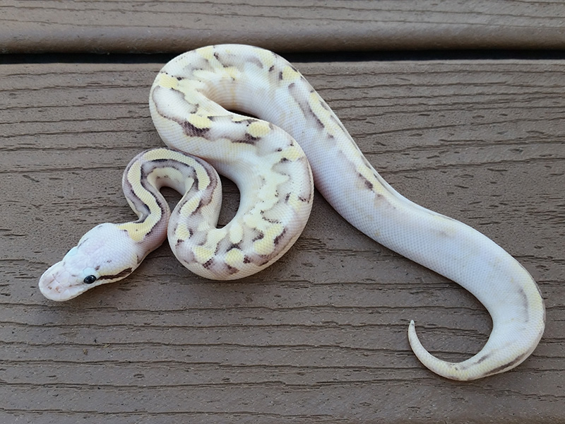 Calico Fire Pastel Vanilla