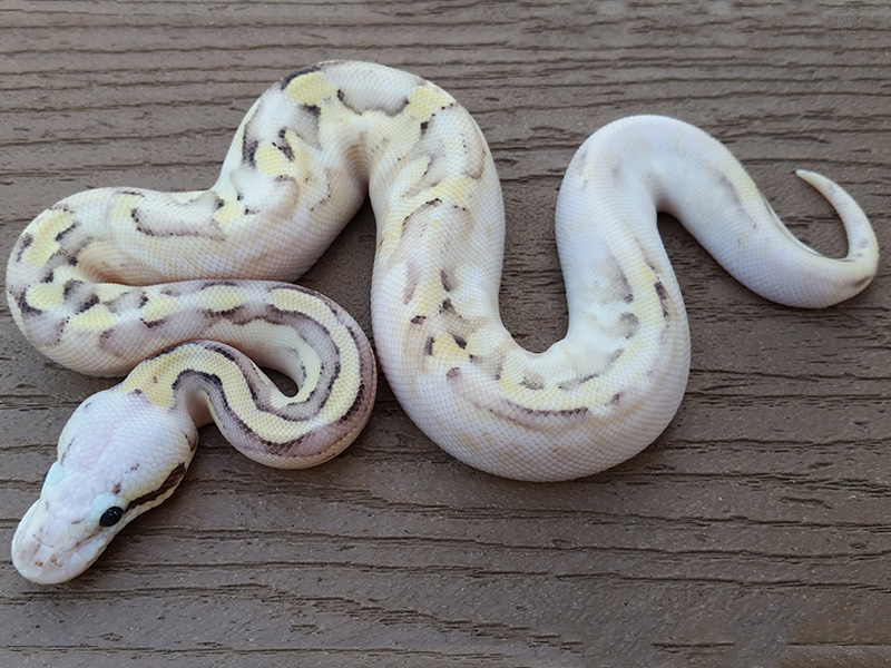 Calico Fire Pastel Vanilla