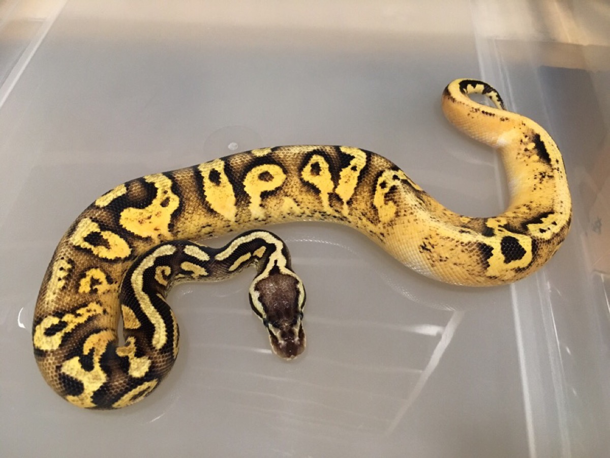 Calico Fire Pastel Yellow Belly