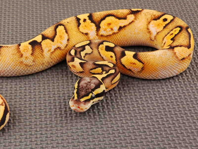 Calico Fire Pastel