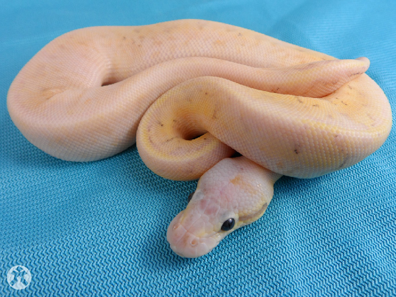 Calico Fire Pinstripe Super Pastel