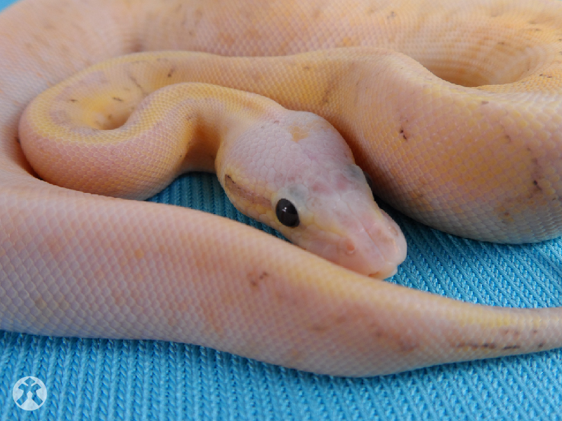 Calico Fire Pinstripe Super Pastel