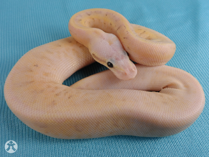 Calico Fire Pinstripe Super Pastel