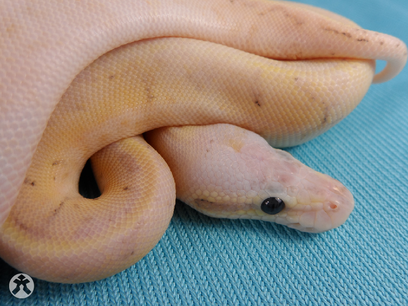 Calico Fire Pinstripe Super Pastel