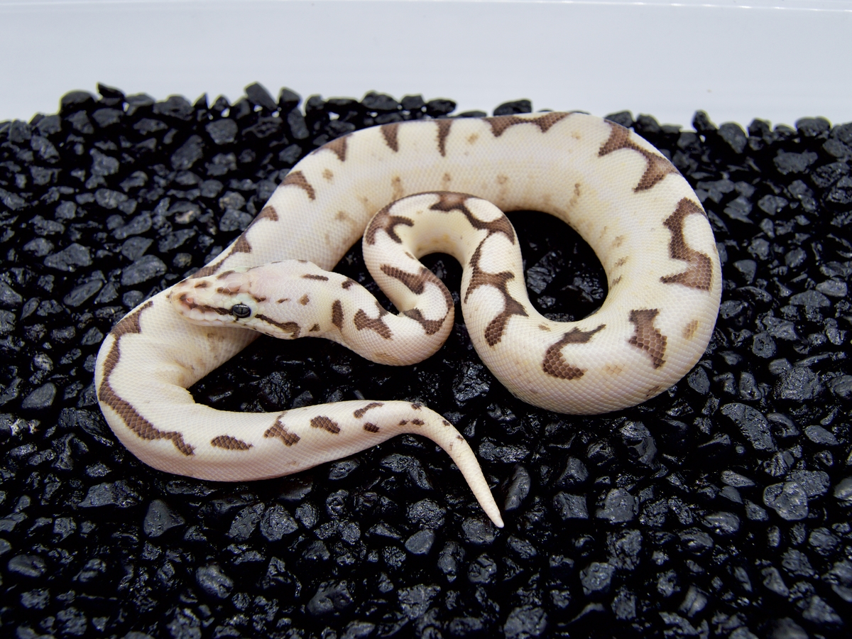 Calico Fire Spider Super Pastel