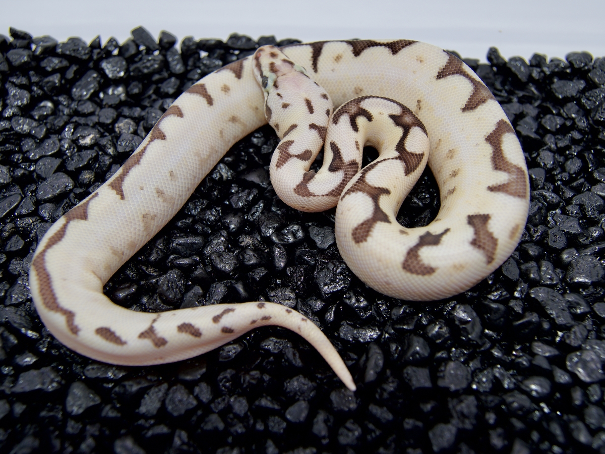 Calico Fire Spider Super Pastel