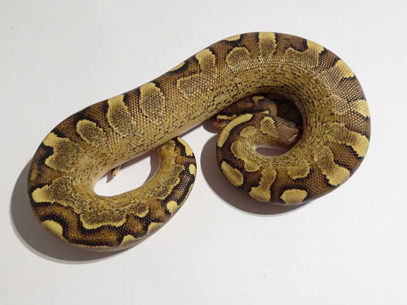 Calico Fire Yellow Belly - Morph List - World of Ball Pythons