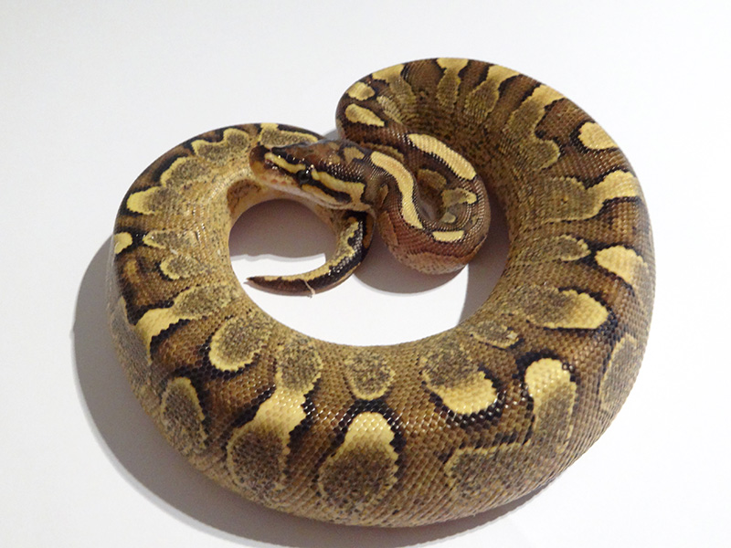 Calico Fire Yellow Belly