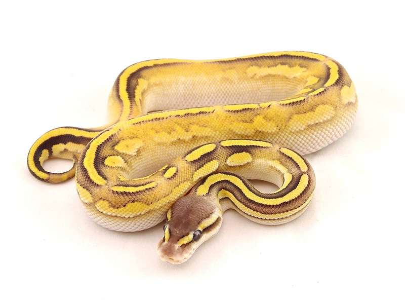 Calico Fusion Mojave Pastel