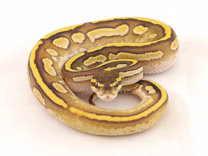 Calico Fusion Mojave