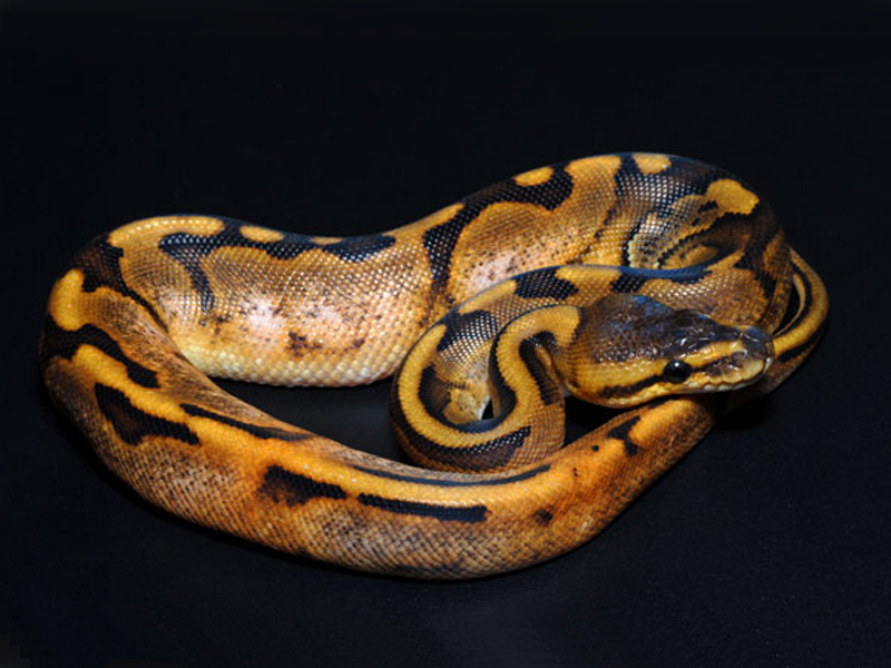 Calico Genetic Stripe