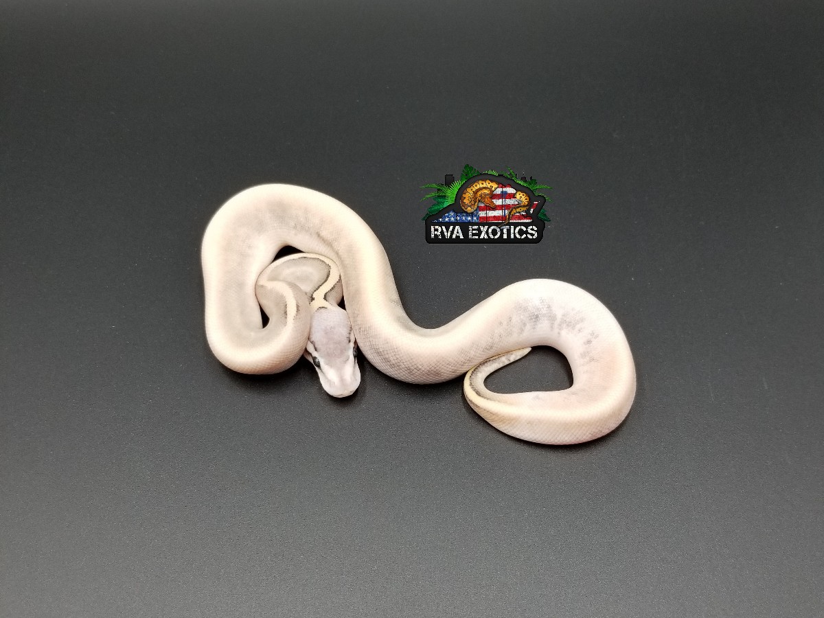 Calico Ghi Mojave Super Pastel Yellow Belly