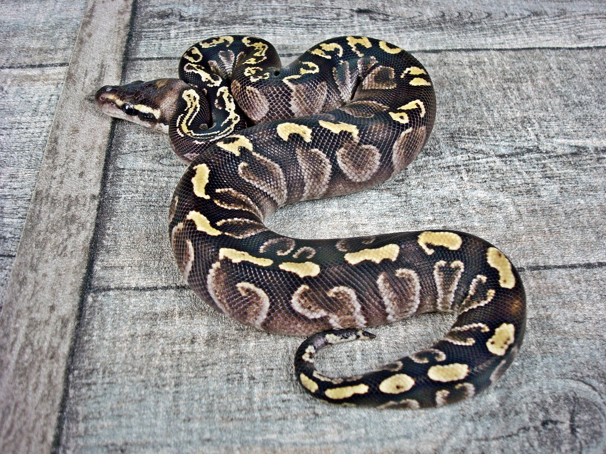 Calico Ghi Mojave