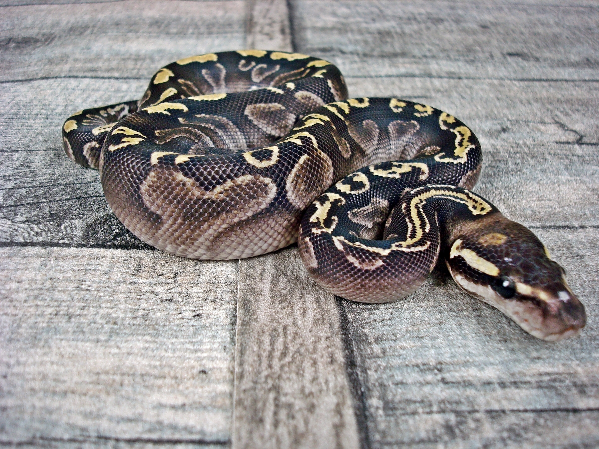 Calico Ghi Mojave