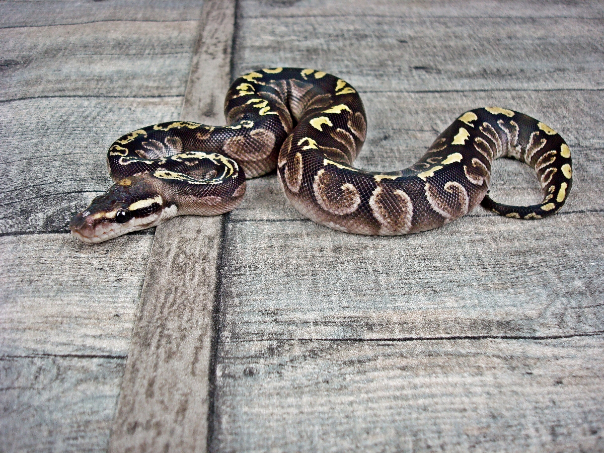 Calico Ghi Mojave