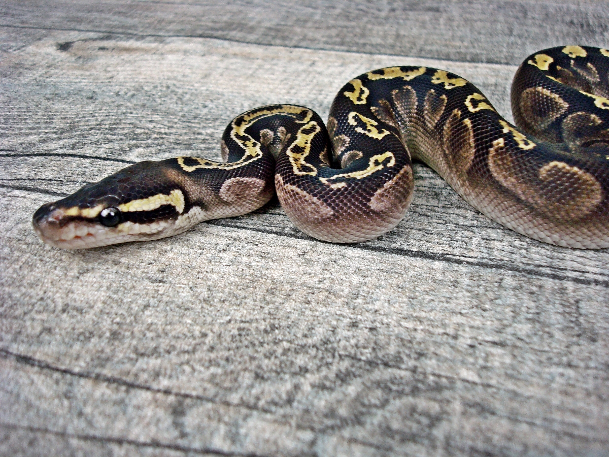 Calico Ghi Mojave