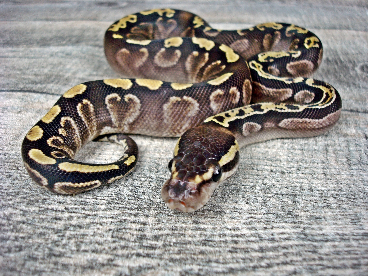 Calico Ghi Mojave