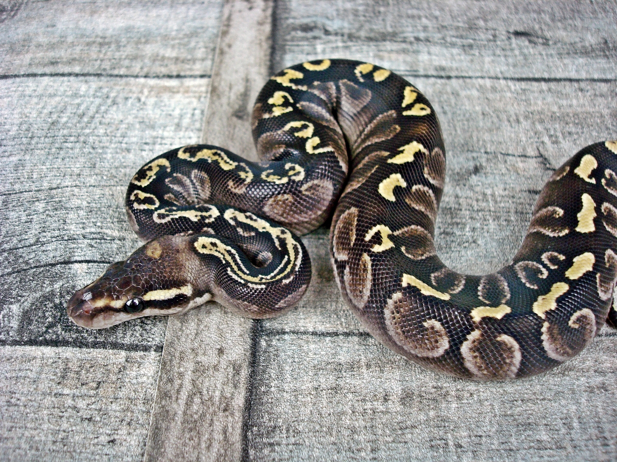 Calico Ghi Mojave