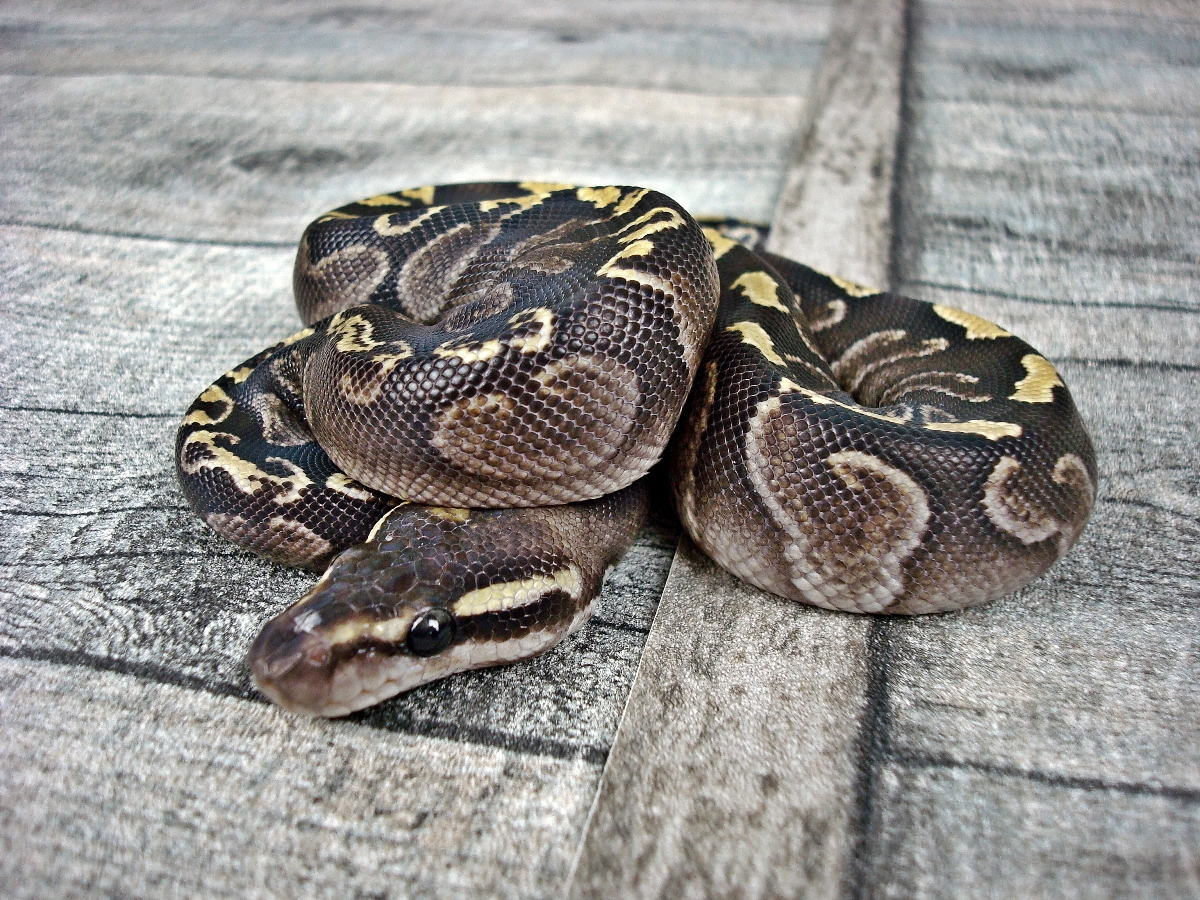 Calico Ghi Mojave