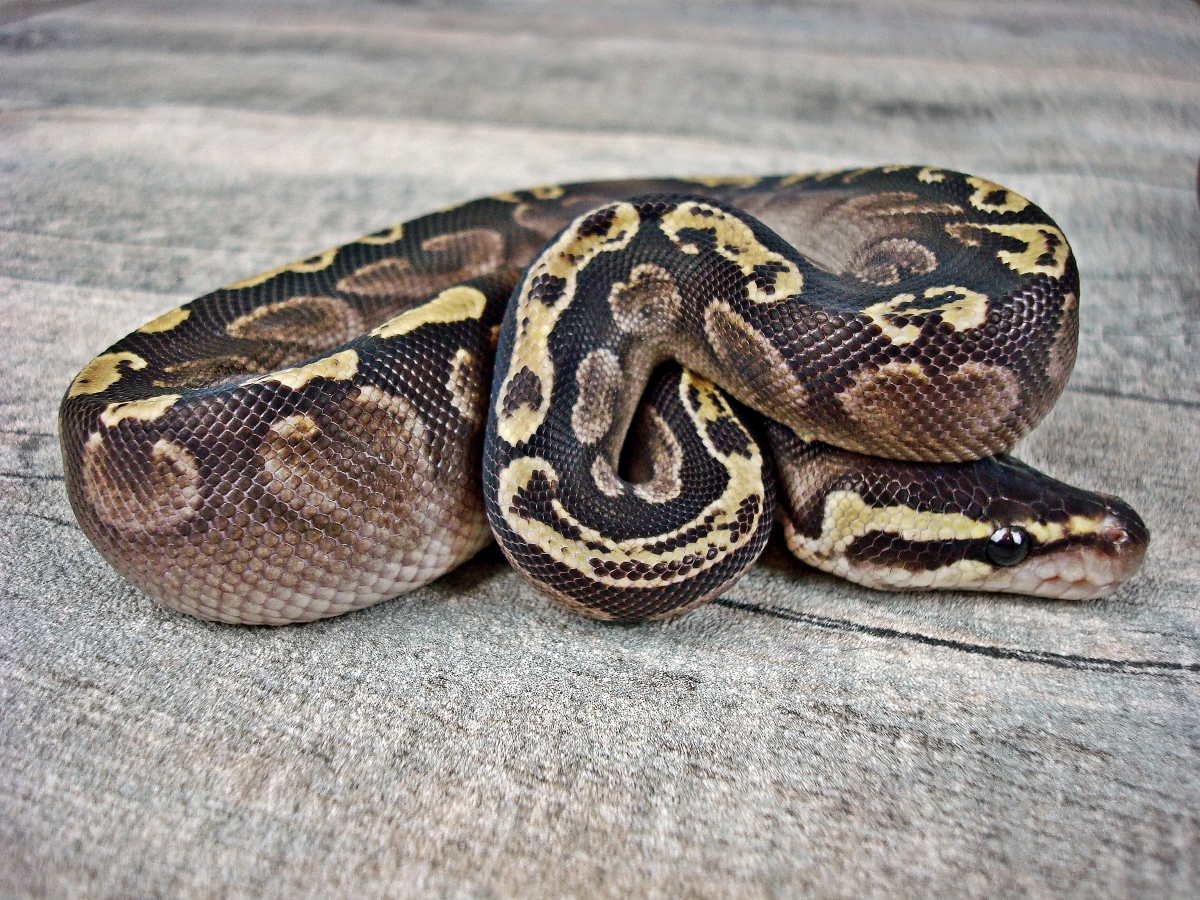 Calico Ghi Mojave