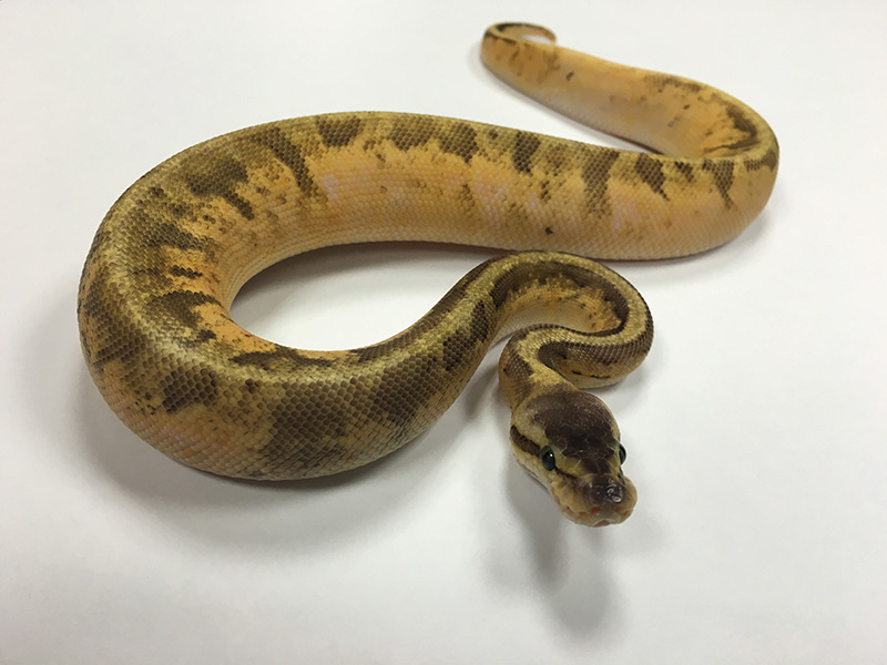 Calico Ghi Pastel Pinstripe - Morph List - World of Ball Pythons