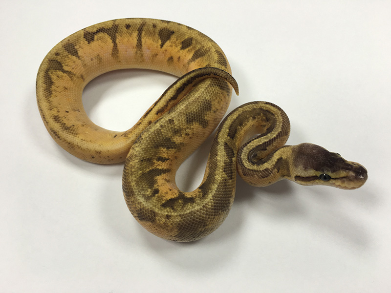 Calico Ghi Pastel Pinstripe