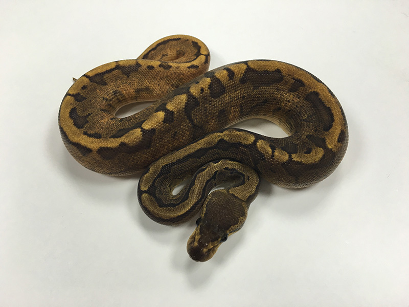 Calico Ghi Pinstripe