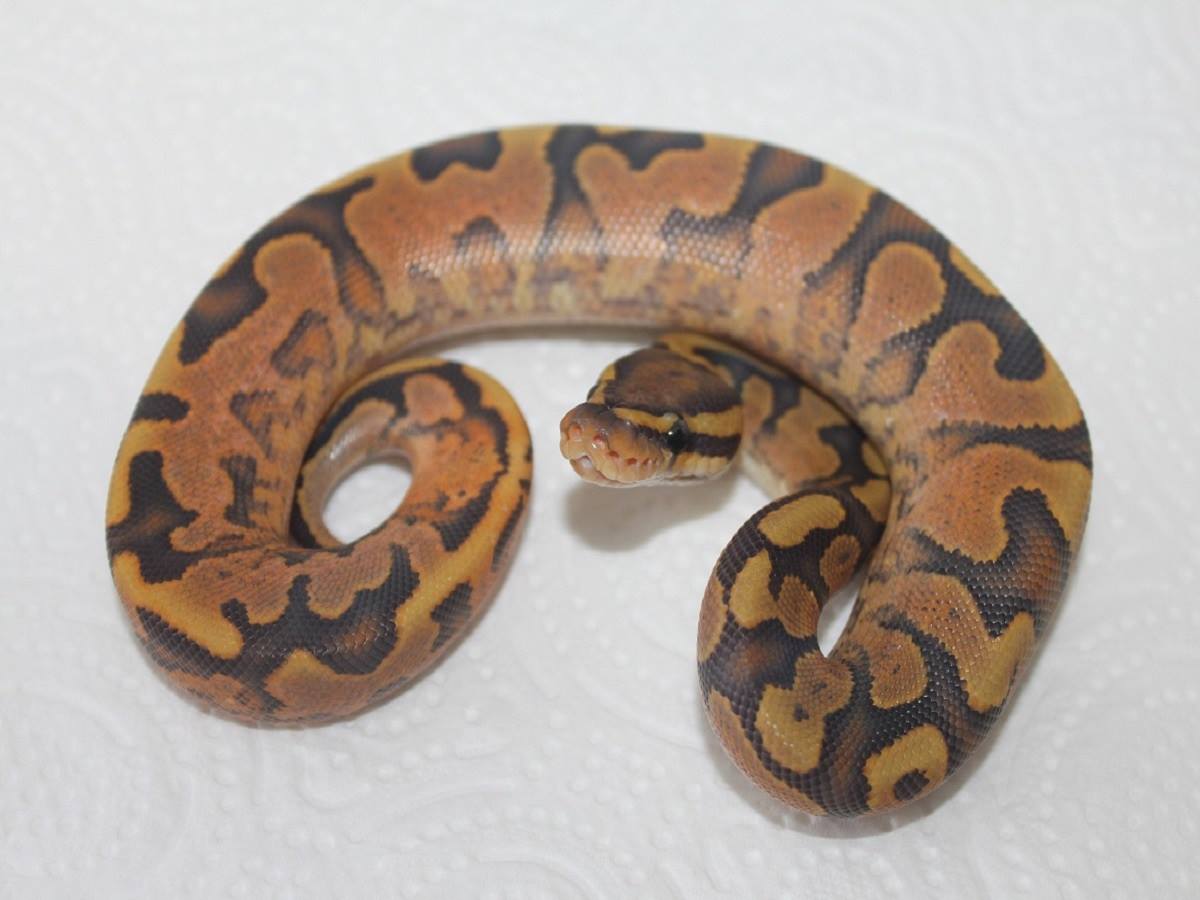 Calico Ghost Paint Ball Yellow Belly
