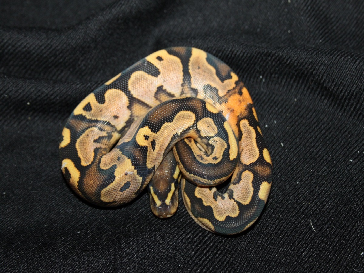 Calico Harlequin Paint Yellow Belly