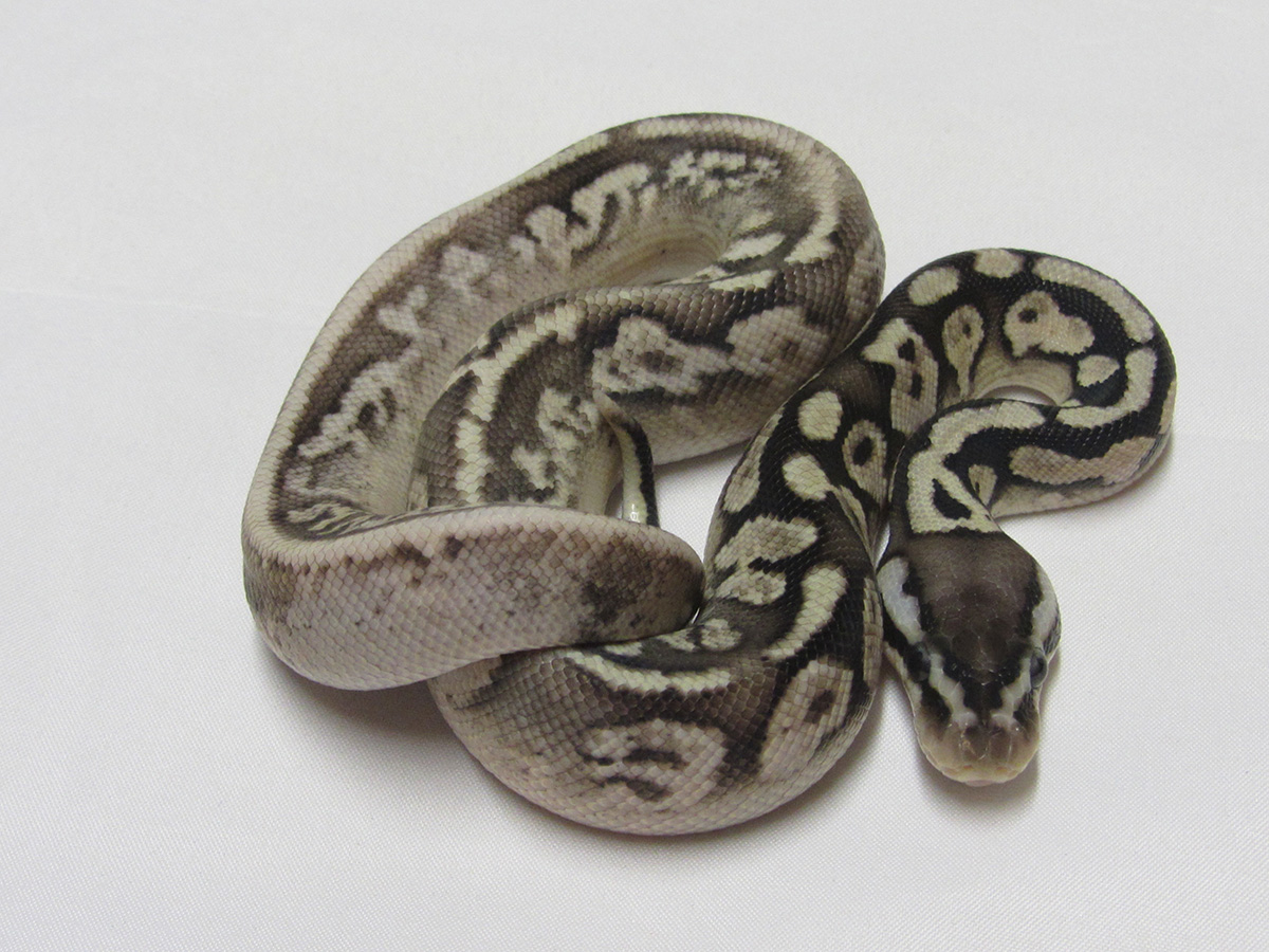 Calico Het Red Axanthic Pastel