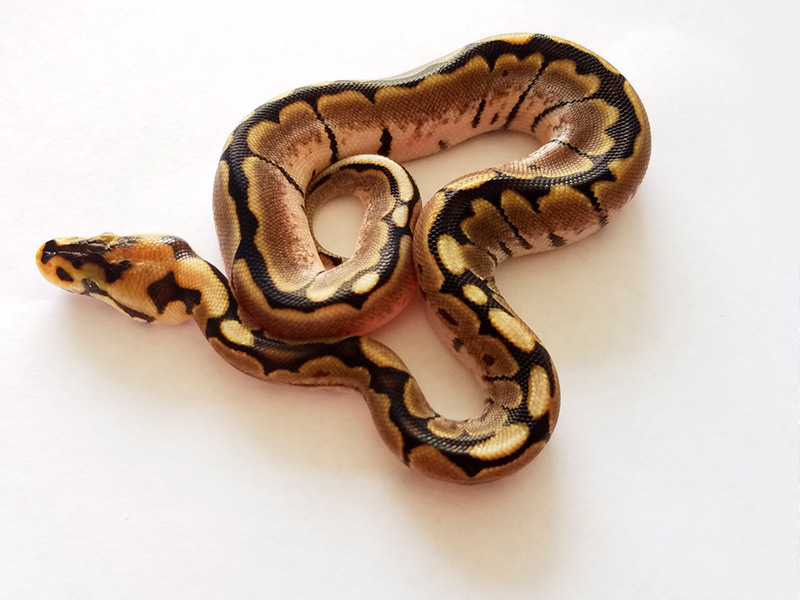 Calico Het Red Axanthic Spider