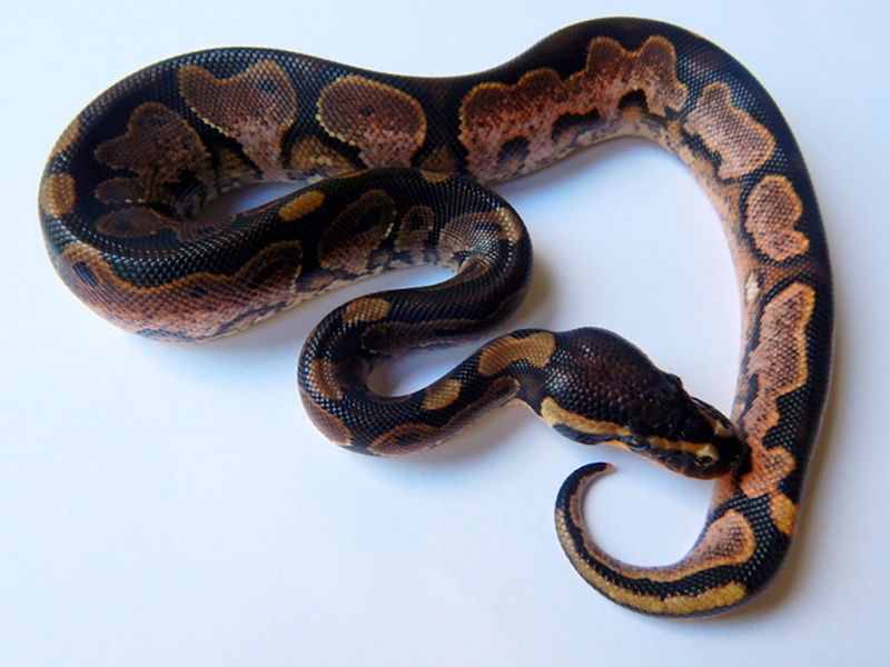 Calico Het Red Axanthic