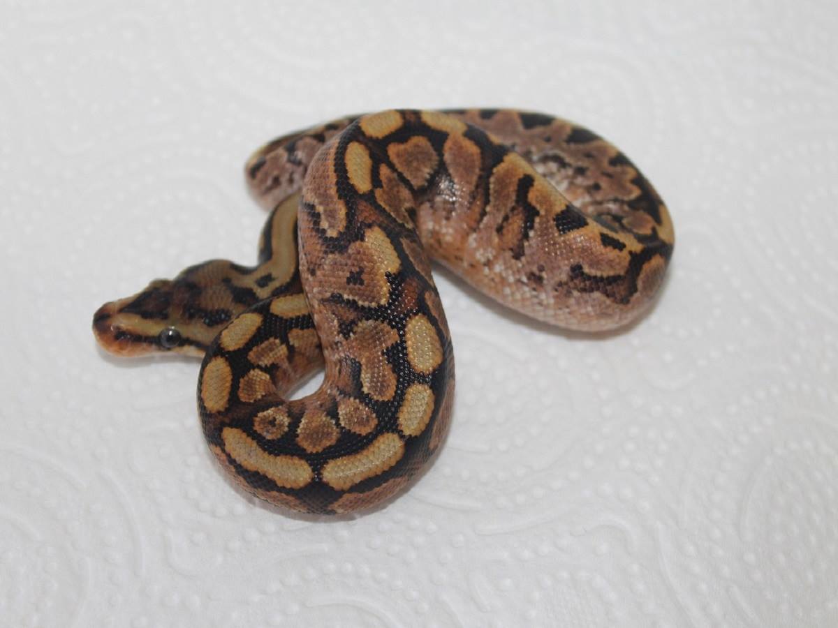 Calico Hidden Gene Woma Paint Ball Yellow Belly