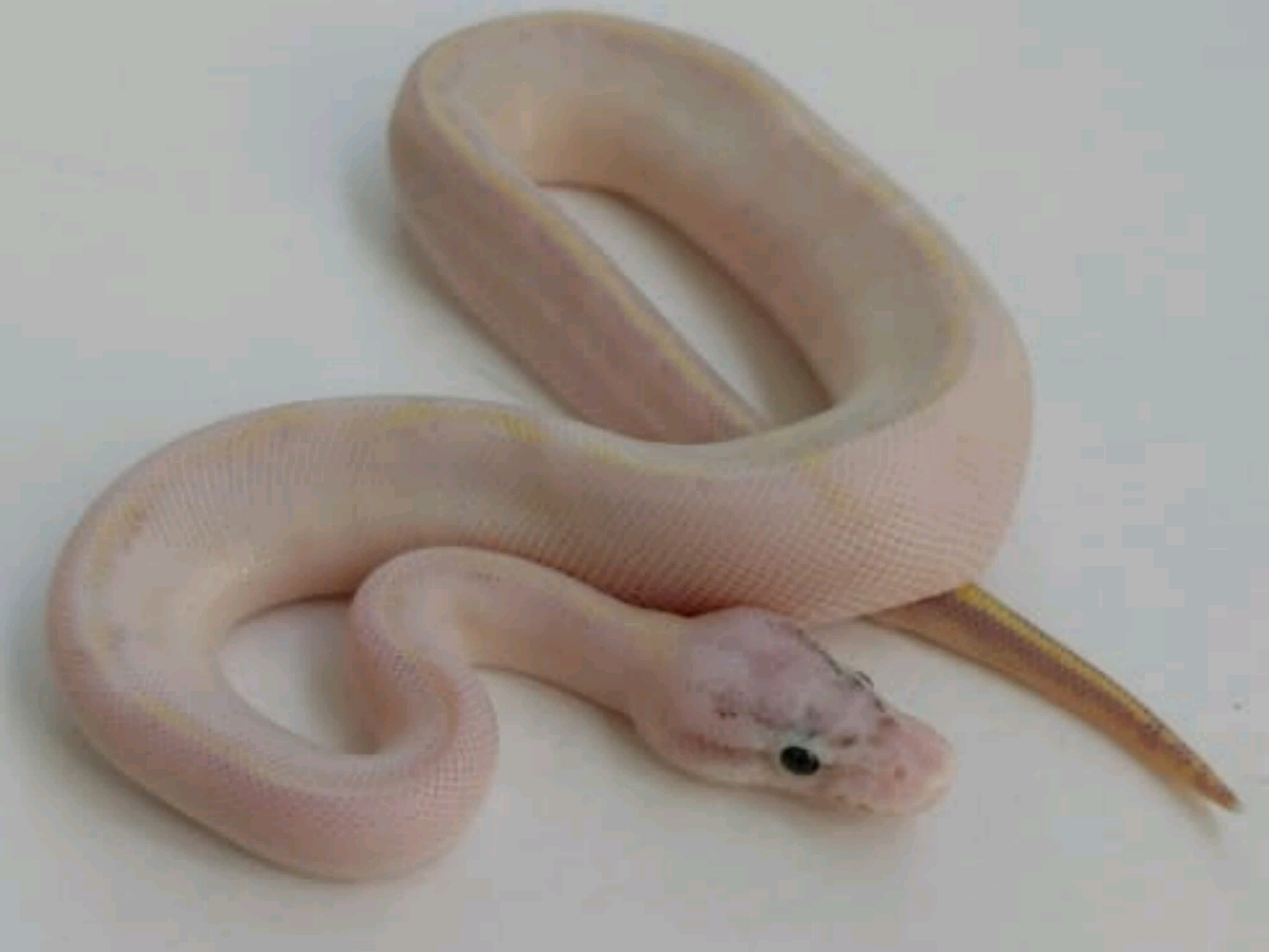 Calico Ivory Pastel