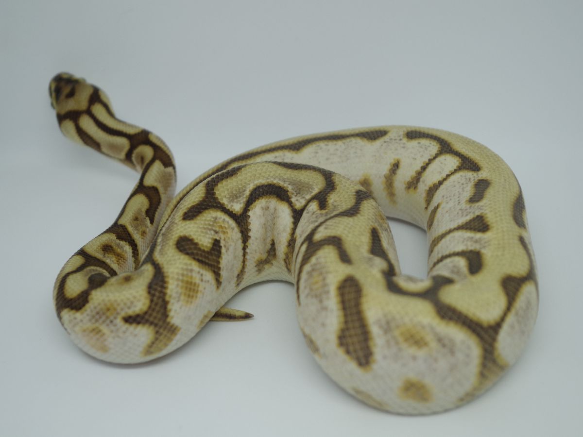 Calico Leopard Lesser Spider